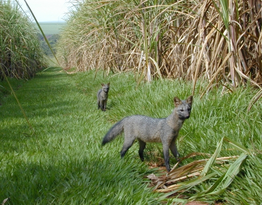 Com o crescimento das áreas de preservação ambiental e o fim da queima da cana, os animais marcam presença nos canaviais