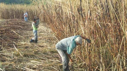 Queima da Palha da Cana é Método Usado em 12% do Total de Produção