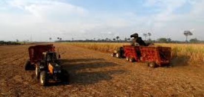 Plantio de cana na Amazônia tem apoio da CDR e vai à Comissão de Meio Ambiente