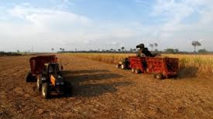 Plantio de cana na Amazônia tem apoio da CDR e vai à Comissão de Meio Ambiente