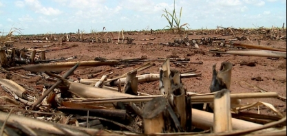 Estiagem prolongada provoca perdas em lavouras de cana-de-açúcar de AL