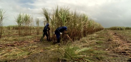 Safra de cana de açúcar deve ser 30% menor que a registrada no ano passado em AL