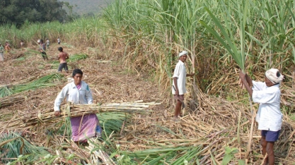 Impacto de possível El Niño no 2º semestre faz preços do açúcar se valorizarem