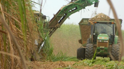 Banco Pine corta previsão de safra 2017/18 de cana no Centro-Sul em 10 mi/t