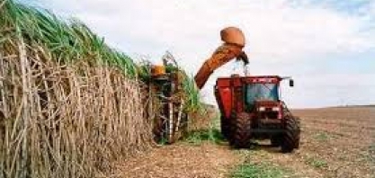 Colheita da cana de açúcar avança no campo