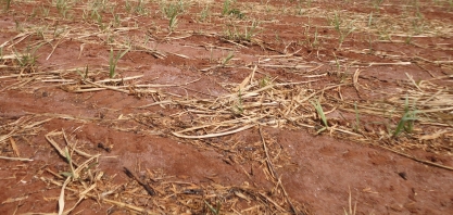 Estiagem prolongada reduz produtividade e afeta soqueiras nos canaviais da região Centro-Sul