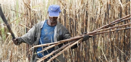 Agricultores da Mata Norte pernambucana estão esperançosos para safra da Cana