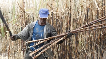 Agricultores da Mata Norte pernambucana estão esperançosos para safra da Cana