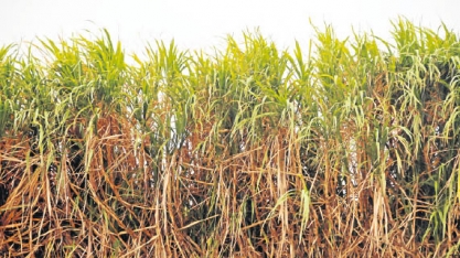 Mato Grosso do Sul produz 50,2 milhões de toneladas de cana