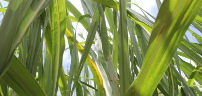 Safra canavieira 2017/18 começa em 1 de abril com expetativa de preços bons e boa produção