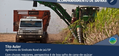 Com chuvas regulares, perspectiva é de boa safra de cana-de-açúcar na região de Jaú (SP)