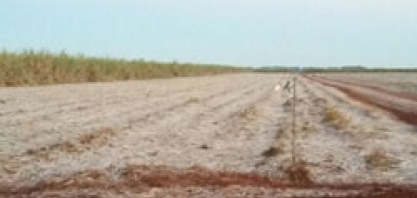 Geadas atingem canaviais de Mato Grosso do Sul