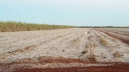 Geadas atingem canaviais de Mato Grosso do Sul