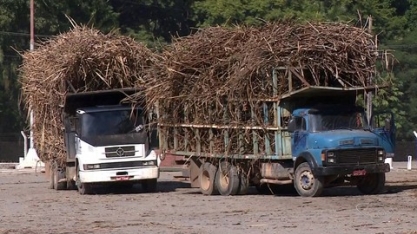 Após período de seca no Sul do ES, cresce a nova plantação de cana-de-açúcar