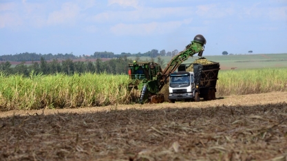 Goiás deverá colher 70 milhões de toneladas de cana-de-açúcar