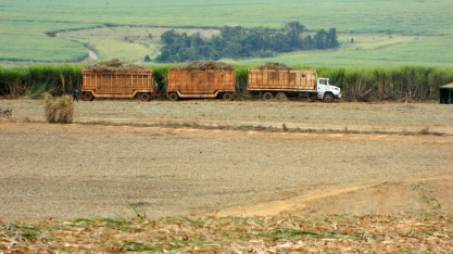 Mercado global aposta em colheita robusta de açúcar no Brasil em 2017