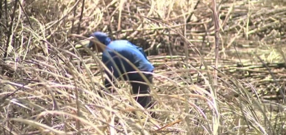 Cana-de-açúcar sente os efeitos da seca em Alagoas
