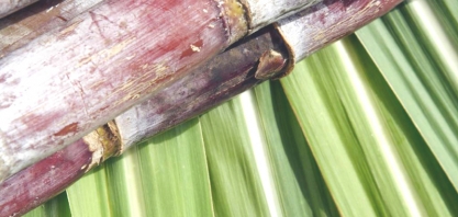 Sistema Tempocampo prevê aumento de 3% na produção de cana