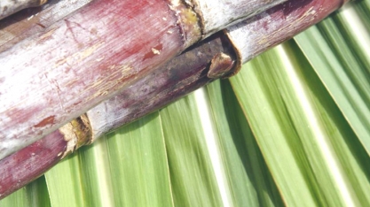 Sistema Tempocampo prevê aumento de 3% na produção de cana