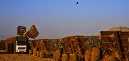 Atraso na moagem persiste até a 2ª quinzena de maio