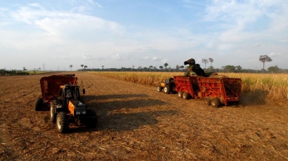 CDR examinará projeto que autoriza plantio de cana-de-açúcar na Amazônia
