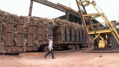 Começa a colheita de cana no centro-sul do país