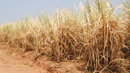 Falta de chuvas preocupa fornecedores de cana de Alagoas