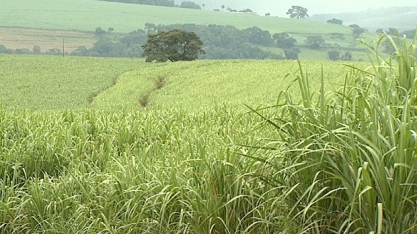 Chuva melhora cultivo de cana de açúcar no Sertão