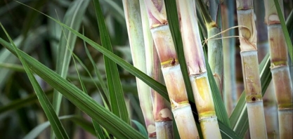Produção de cana no Brasil aumenta em 2017