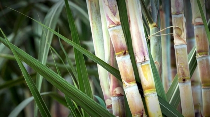 Produção de cana no Brasil aumenta em 2017