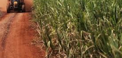 Geadas poupam lavouras de cana e de café em SP e MG, diz Rural Clima