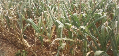 Seguro rural: custo ou investimento?