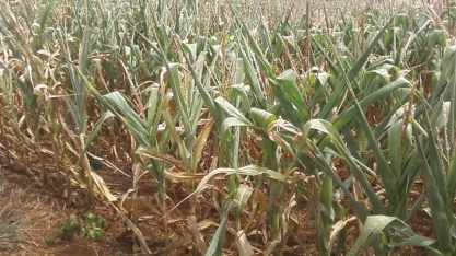 Seguro rural: custo ou investimento?