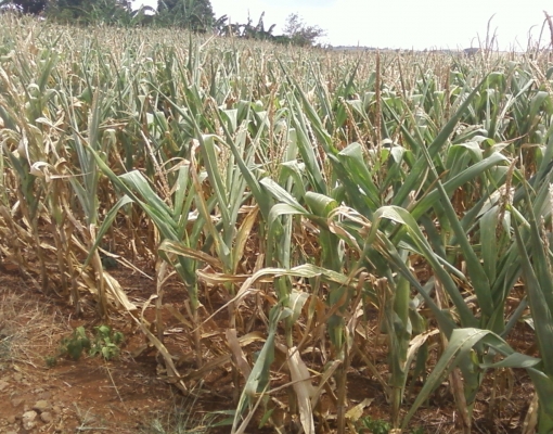 O seguro rural, de maneira geral, garante que o produtor recupere parte do seu investimento em casos de quebra de safra