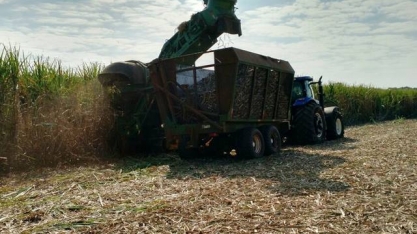 Produtores de cana acreditam em preço melhor em MG