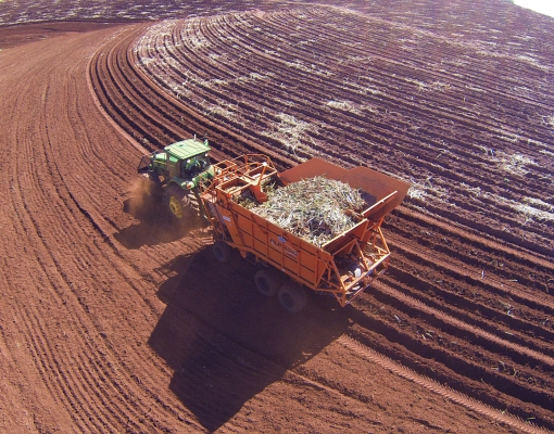 A expectativa é que neste ano a média de renovação dos canaviais na região Centro-Sul seja de 17%