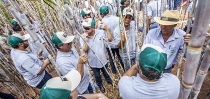Acredite, nematoide não só existe como pode reduzir até 50% da produtividade do canavial