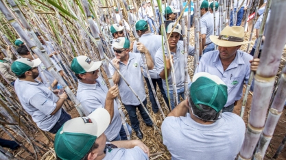 Acredite, nematoide não só existe como pode reduzir até 50% da produtividade do canavial