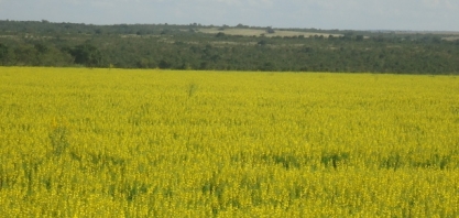 Crotalária é ótima alternativa para aumentar a produção da cana