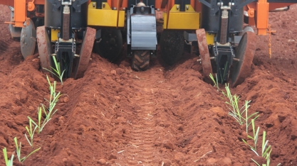 A melhor época para o plantio de MPB