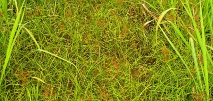 Stone entrega alta eficiência no controle de Tiririca no Nordeste