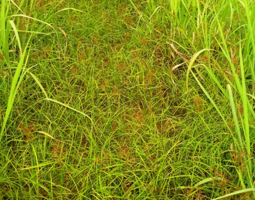 Com alta infestação de Tiririca, Usina Caeté testa o Stone e alcança eficácia de 95%