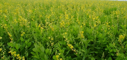 A escolha da planta a ser utilizada como adubo verde