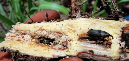 Sphenophorus levis impacta a safra brasileira de cana
