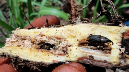 Sphenophorus levis impacta a safra brasileira de cana