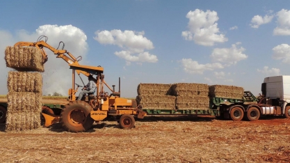 Biomassa é oportunidade para energia renovável e indústria química no País