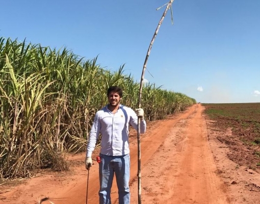 Alberto segura uma cana da variedade CTC 9002, colhida na região de Araraquara, que pesou 2,3 quilos