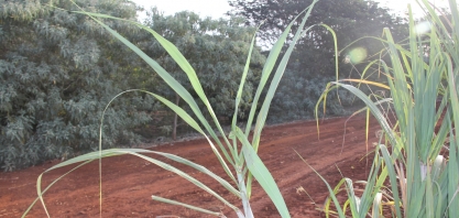 Polícia ambiental reforça fiscalização para manutenção dos aceiros nos canaviais