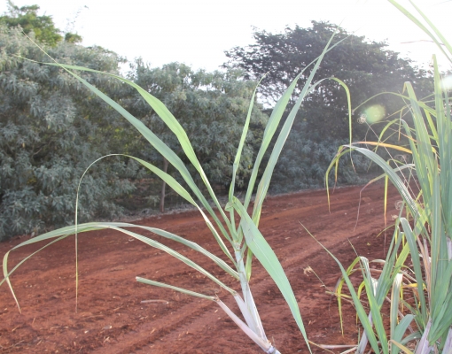 Aceiro limpo entre canavial e área de preservação impedi que incêndio atinja a mata