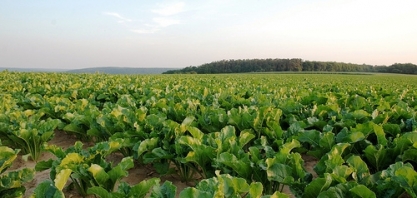 Produzir beterraba açucareira no Brasil fará com que as usinas produzam mais açúcar na mesma área